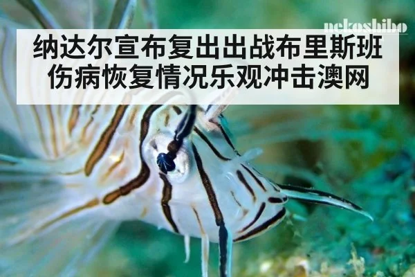纳达尔宣布复出出战布里斯班伤病恢复情况乐观冲击澳网